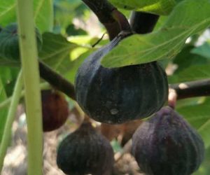 Саджанці інжиру блек Джек