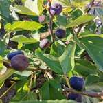 Выращивание инжира