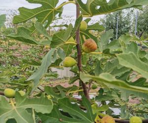 Саджанці інжиру брунсвік