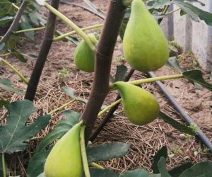 Інжир далматський. Саджанці інжиру далматський