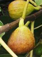 саженцы инжира кадота