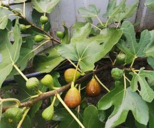 Саджанці інжиру кадота