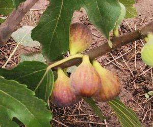 Саджанці інжиру муасон