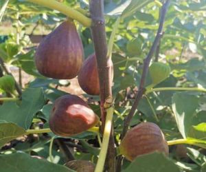 Інжир турецький коричневий. саджанці інжиру турецький коричневий