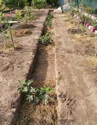 посадка інжиру