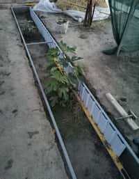 посадка инжира