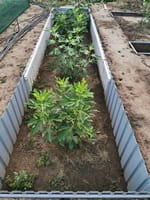 посадка инжира