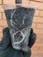 саджанці інжиру кадота