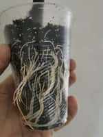 Саджанці інжиру Colommaro bianco