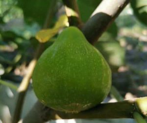 Коломаро бьянко Cаженцы инжира коломаро бьянко