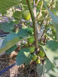 Саджанці інжиру коломаро б'янко