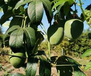 маракуйя северная