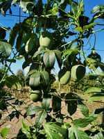 маракуйя північна