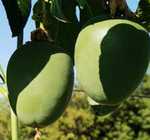 маракуйя северная