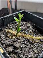 саджанці маракуйї