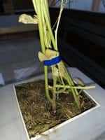 Растение маракуйи