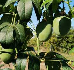 маракуйя северная