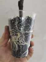 саженцы инжира муасон