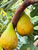 саджанці інжиру далматський