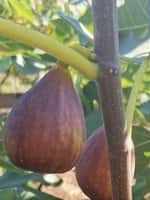 Саджанці інжиру турецький коричневий