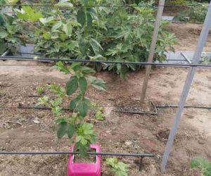 Рослина маракуйї