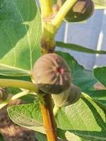 Саженцы инжира серый ранний