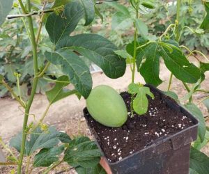 Саджанець маракуйї