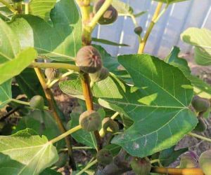 Саджанці інжиру сірий ранній саджанці інжиру