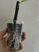 Саженцы инжира серый ранний