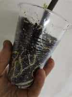 Саджанці інжиру турецький коричневий