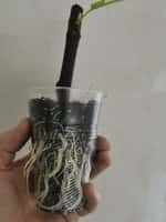 саджанці інжиру далматський