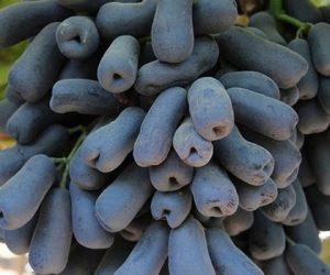 Виноград аватар