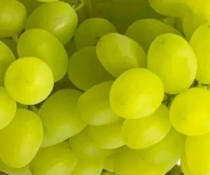 Виноград Іриска