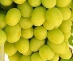 Виноград Рататуй