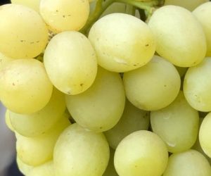 Виноград Слава Україні