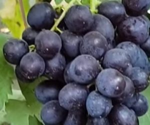Виноград Спокуса
