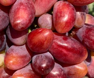 Виноград Автограф Калугіна