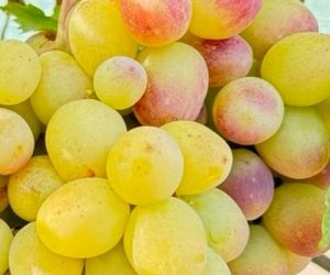 Виноград Купець