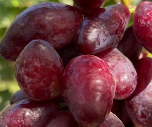 Виноград Полтавський манікюр