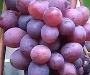 Виноград Полуничний