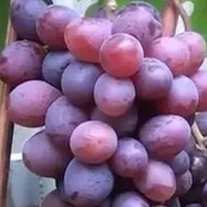 Винограл полуничний. Виноград Полуничний