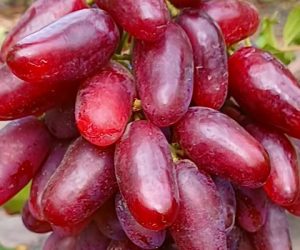 Виноград Журавчик червоний