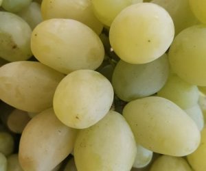 Виноград М'ясистий