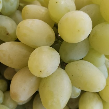 Виноград М'ясистий