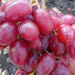 Виноград