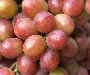 Виноград Абажур