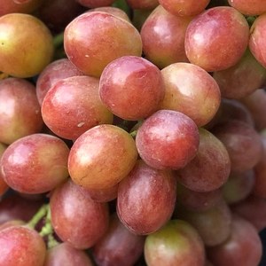 Виноград Абажур