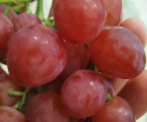 Виноград Фламия