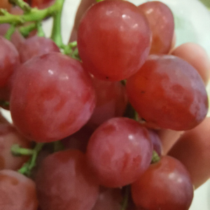 Виноград Фламия