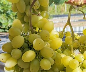 Саджанці винограду